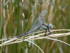Libellula comanche