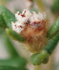 Phylica parviflora