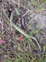Crotalus oreganus helleri