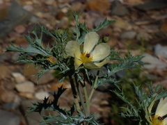 Argemone ochroleuca