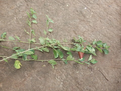 Sida rhombifolia