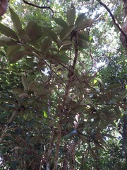 Planchonella obovata