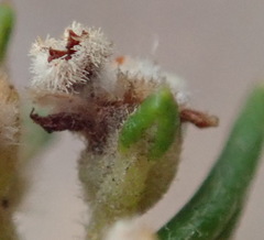 Phylica parviflora