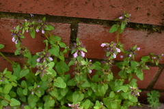 Clinopodium chinense