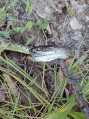 Crotalus oreganus helleri