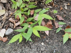 Oplismenus compositus