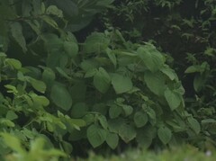 Mesosphaerum suaveolens