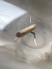 Aspilapteryx tringipennella