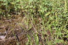 Panicum philadelphicum philadelphicum