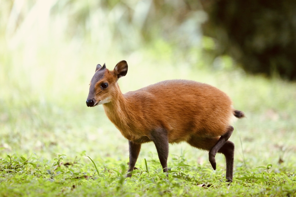 Red-flanked Duiker - Encyclopedia of Life