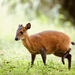 Red-flanked Duiker - Photo (c) congonaturalist, some rights reserved (CC BY-NC), uploaded by congonaturalist