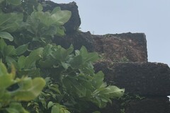 Ficus tinctoria