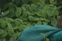 Mesosphaerum suaveolens