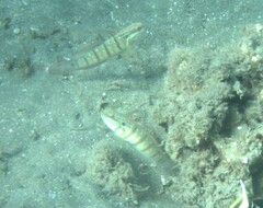 Amblygobius albimaculatus