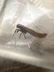 Aspilapteryx tringipennella