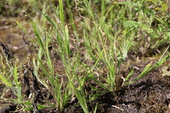 Panicum philadelphicum philadelphicum