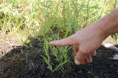Panicum philadelphicum philadelphicum