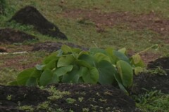 Dioscorea