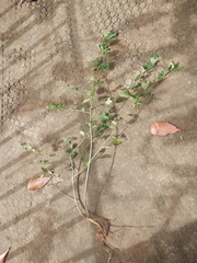 Sida rhombifolia