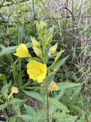Oenothera pilosella