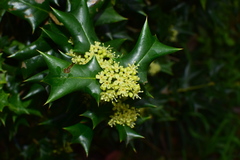 Ilex cornuta