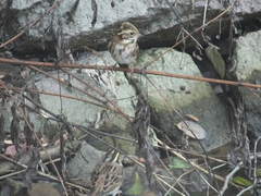 Emberiza chrysophrys