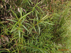 Veronica stenophylla