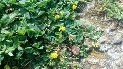 Medicago