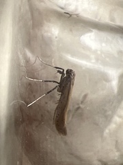 Aspilapteryx tringipennella