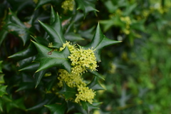 Ilex cornuta