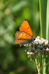 Lycaena dispar