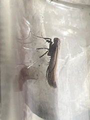 Aspilapteryx tringipennella