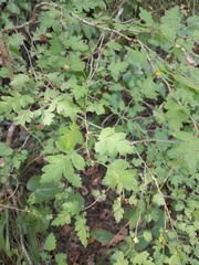 Crataegus pentagyna