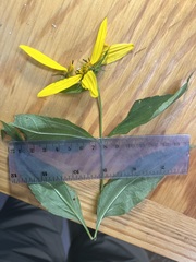 Helianthus decapetalus