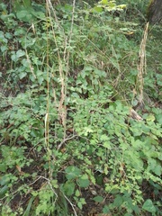 Crataegus pentagyna