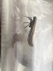 Aspilapteryx tringipennella