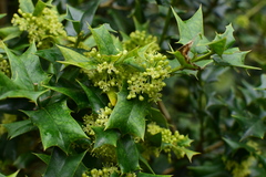 Ilex cornuta