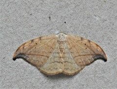Drepana arcuata