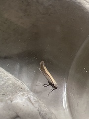 Aspilapteryx tringipennella