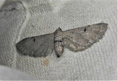 Eupithecia absinthiata