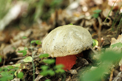 Rubroboletus satanas