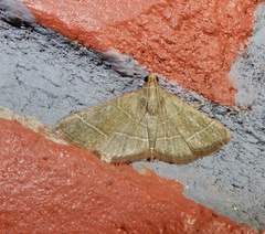 Hypsopygia