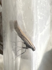 Aspilapteryx tringipennella