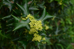 Ilex cornuta