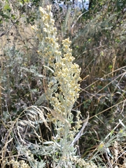 Artemisia tridentata