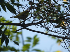 Pistacia chinensis