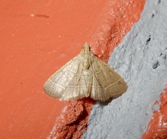 Hypsopygia