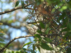 Zosterops erythropleurus