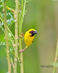 Ploceus hypoxanthus