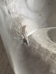 Aspilapteryx tringipennella